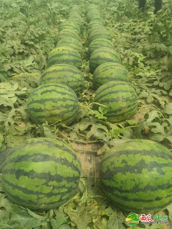 河北西瓜價格最新行情分析