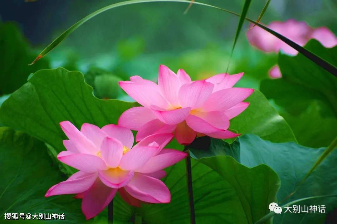 名蓮最新，探索與發(fā)現(xiàn)