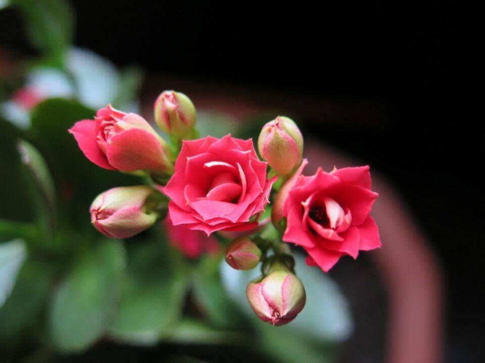 太陽(yáng)緯度最新研究，探索太陽(yáng)活動(dòng)對(duì)地球環(huán)境的影響