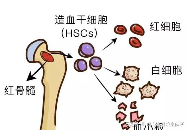 最新病菌癥狀及其影響，深入了解與應(yīng)對策略