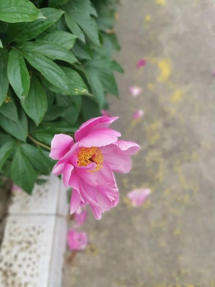桐花鄉(xiāng)最新動態(tài)，發(fā)展與變遷中的鄉(xiāng)村魅力