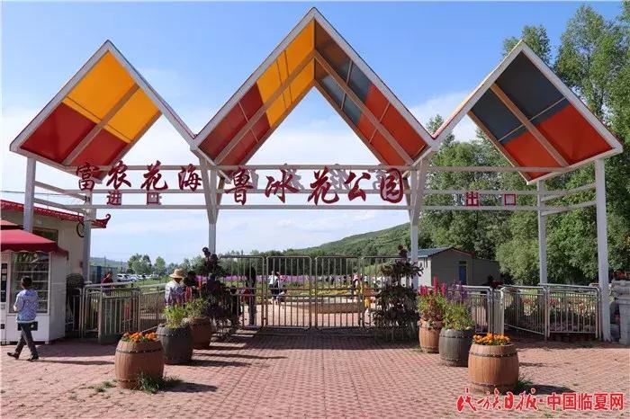 虞美人最新風(fēng)采，綻放的美麗與獨(dú)特的魅力