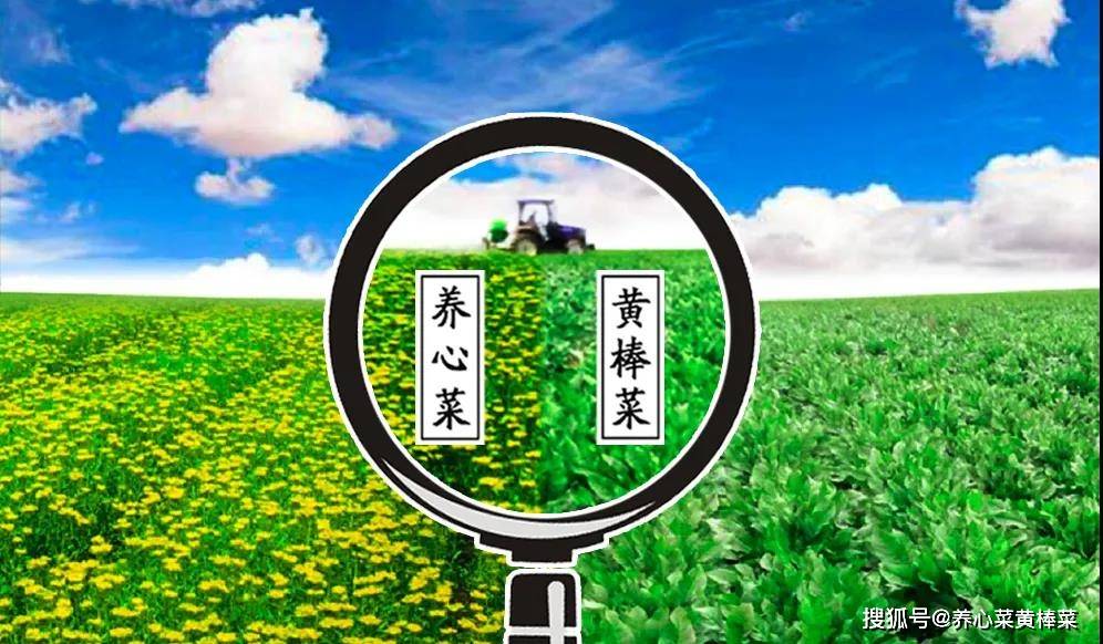 探索未來跑狗圖，2024年新版跑狗圖7777788888的獨(dú)特魅力