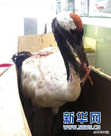 新澳門四不像鳳凰版鳳凰，揭示違法犯罪問題的重要性
