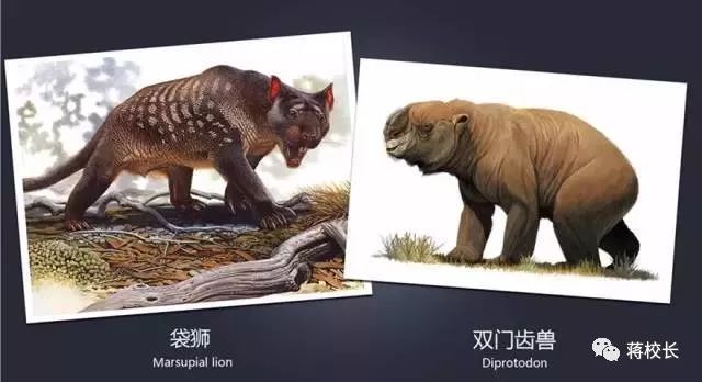 新澳2024今晚開獎(jiǎng)資料四不像，探索彩票背后的神秘世界
